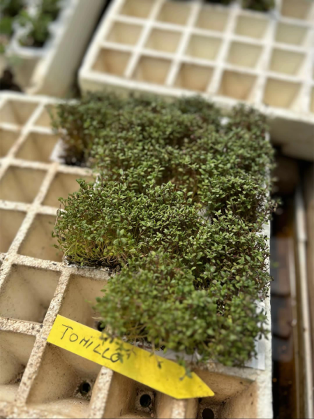 Plantas aromáticas Semilleros Sanz