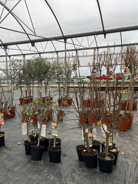 Árboles frutales en Semilleros Sanz