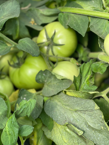 Plantones de primavera y veranos en Semilleros Sanz