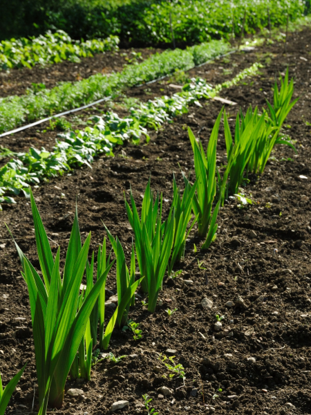 sustratos y otros productos de cuidado hortícola en Semilleros Sanz