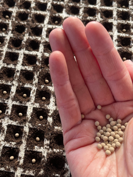 Semillas hortícolas seleccionadas en Semilleros Sanz