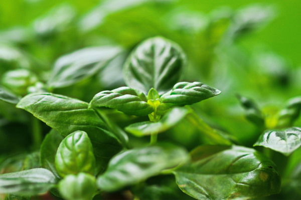 Producto - albahaca en semilleros sanz