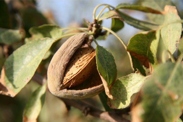 árboles frutales - almendro en semilleros sanz