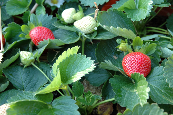 producto - fresas