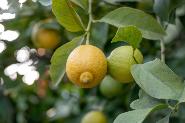 árboles frutales en semillero sanz - limonero