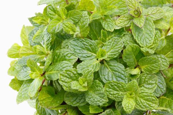 producto - menta