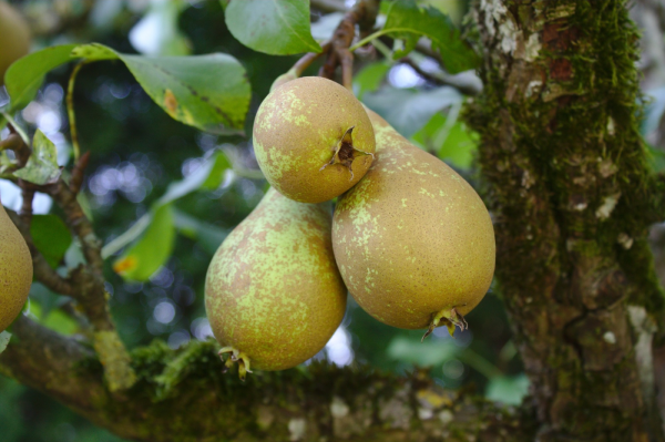árboles frutales - peral en semilleros sanz