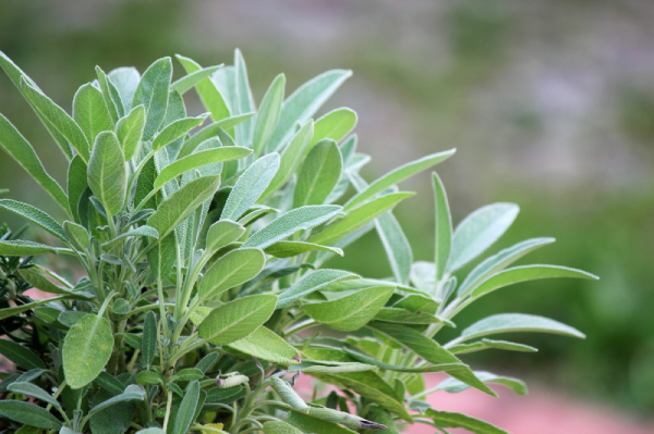 producto - salvia